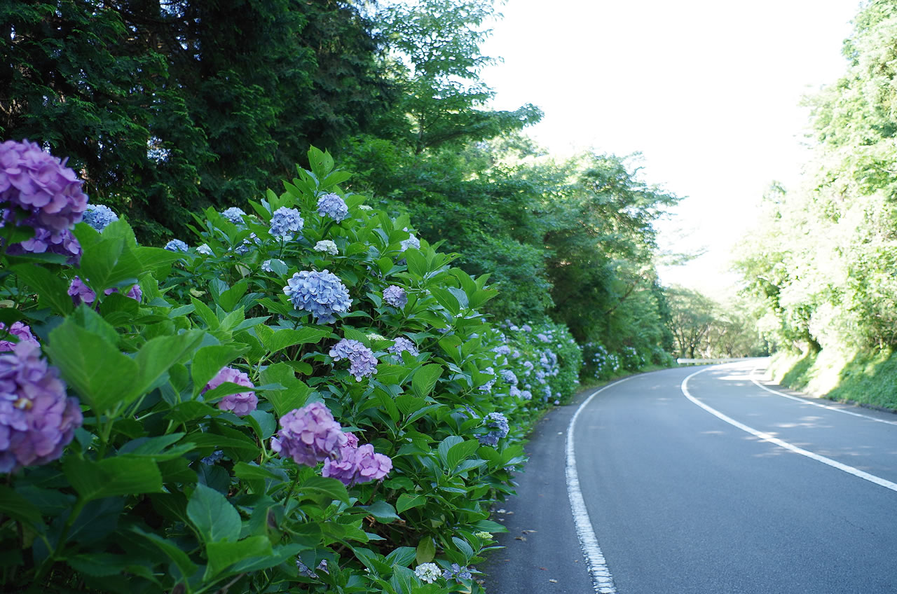 *ターンパイクの紫陽花